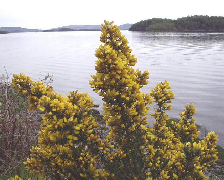 Stiil waters of Loch Lomond