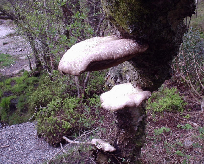 Tree Fungus