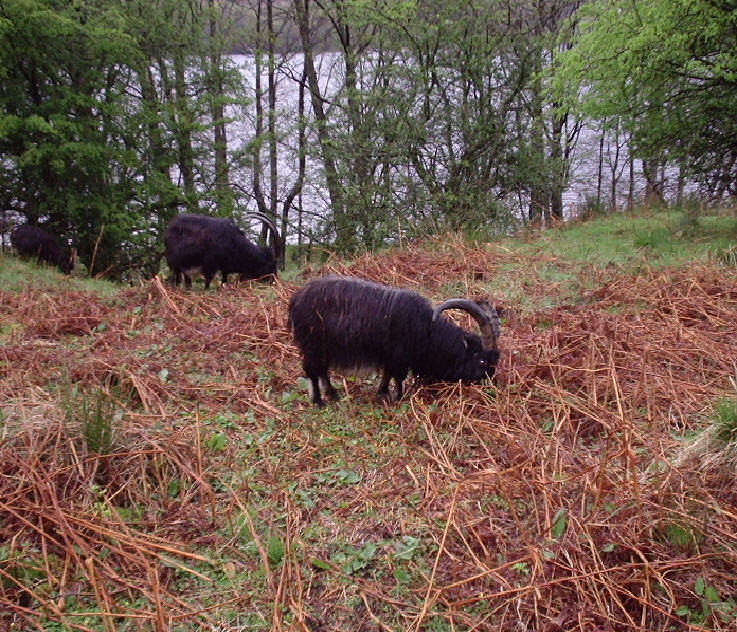 Feral goats