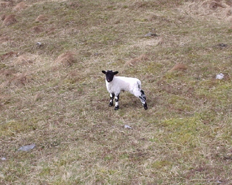 Lost lamb