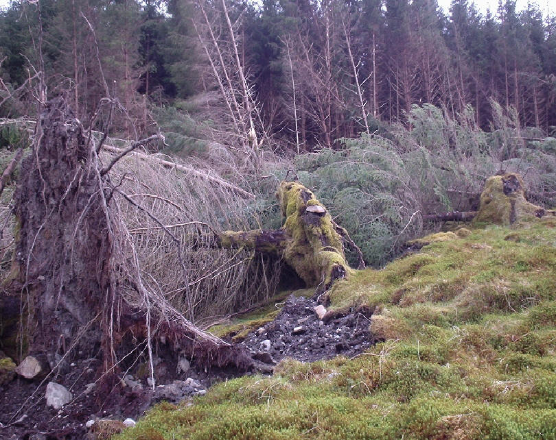 Blown down trees